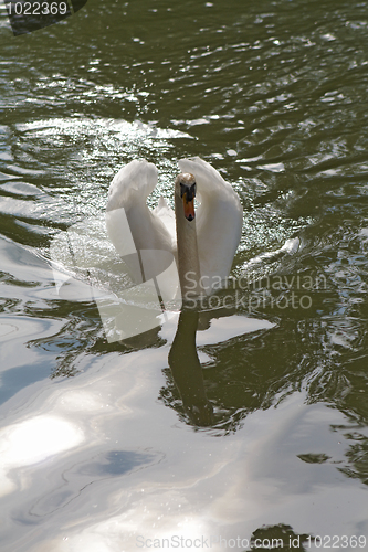 Image of White birg at green water