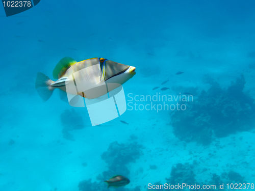 Image of Red sea Picasso triggerfish