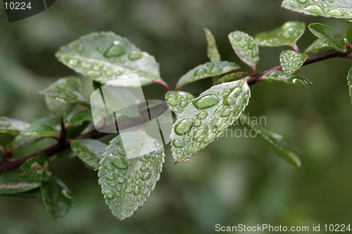 Image of Wet Leaves