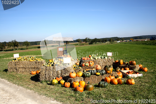 Image of Pumpkins