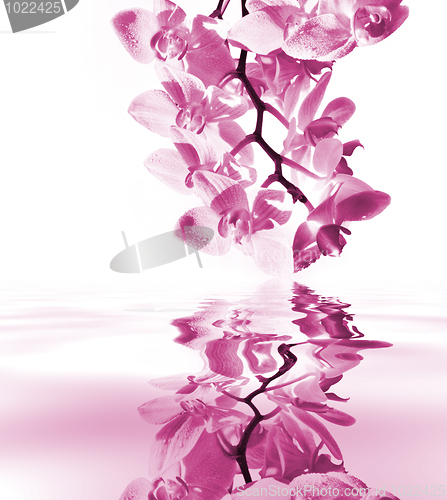 Image of Orchid with mirroring