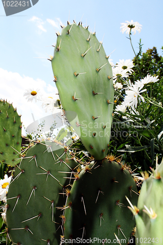 Image of Cactus