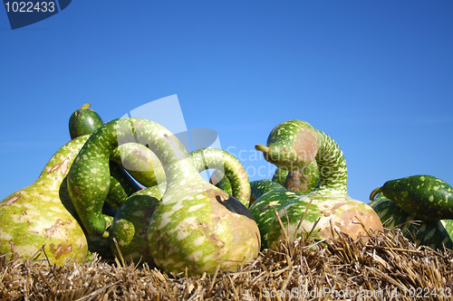 Image of Green pumpkins