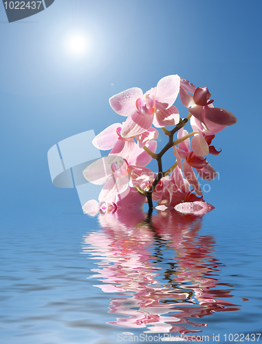 Image of Orchid in the water
