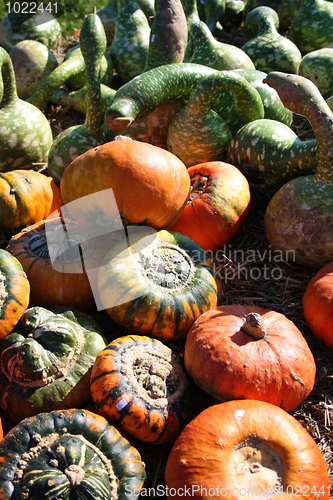 Image of Fresh pumpkins