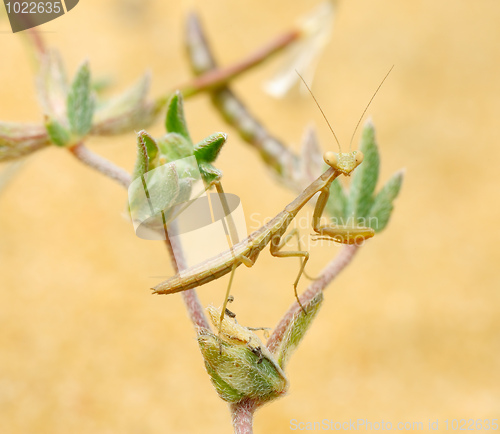 Image of Tiny mantis