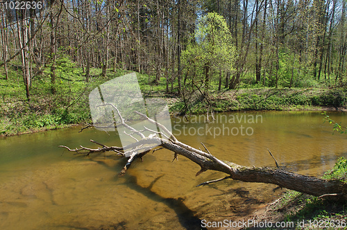 Image of River in the forest