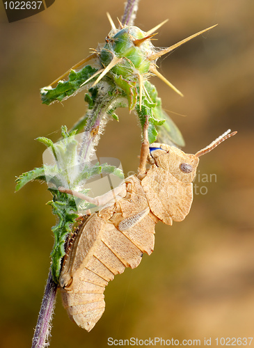 Image of Grasshopper