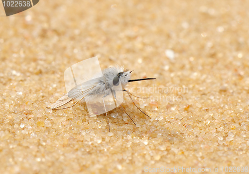 Image of Downy fly