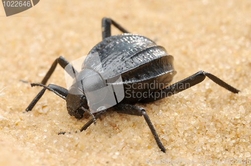 Image of Darkling beetle on the sand