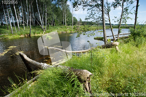 Image of Lake in the forest