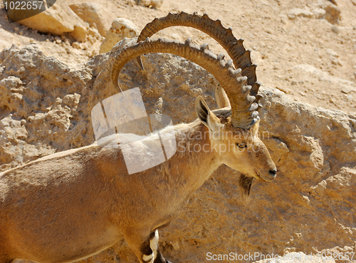 Image of Mountain goat