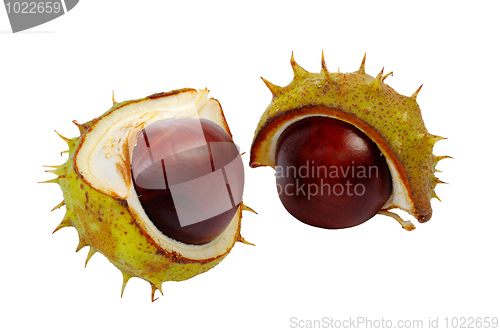 Image of Half horse chestnut