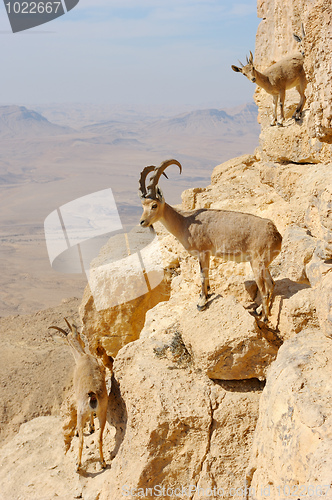 Image of Mountain goats in the Makhtesh Ramon