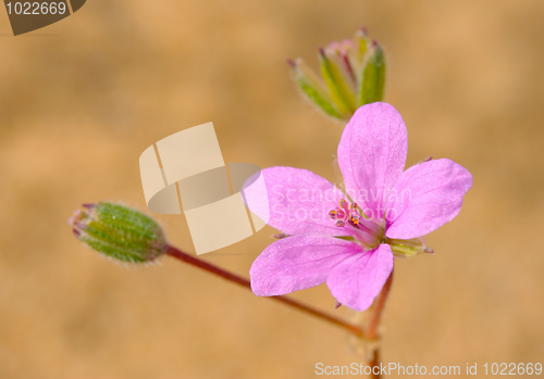 Image of Flower of Izrael.