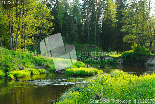 Image of River in the forest