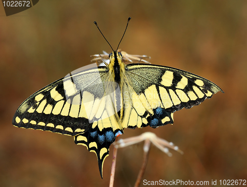 Image of Swallowtail butterfly