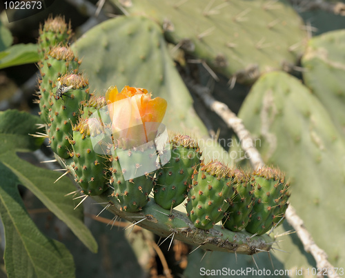 Image of Flower and fruit ovary of cactus.