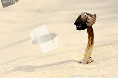 Image of Dry mushroom in the sand