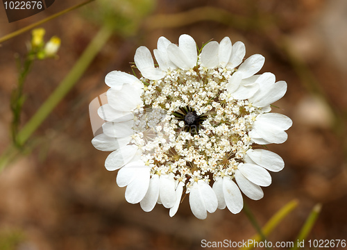 Image of Flower of Izrael.