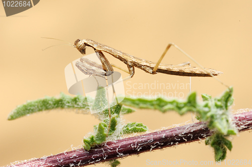 Image of Tiny mantis