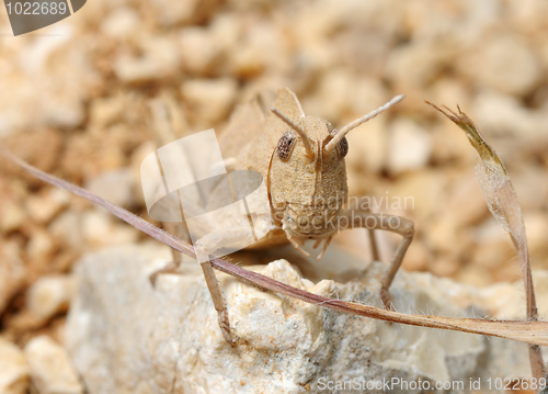 Image of Grasshopper