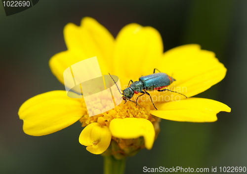 Image of Beetle on the flower.