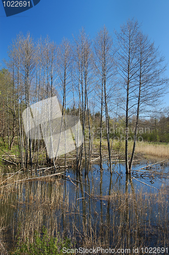 Image of River in the forest