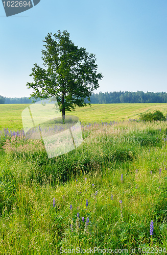 Image of Lonely tree in the meadow