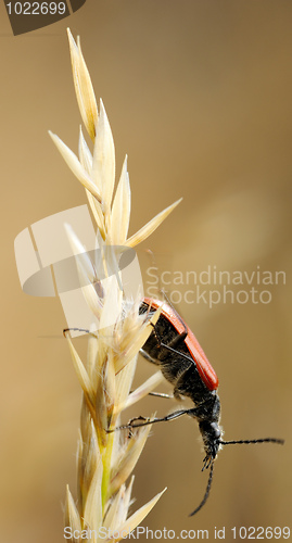 Image of Beetle on spikelet