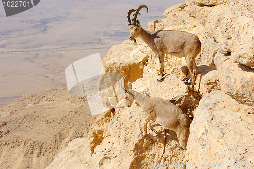 Image of Mountain goats in the Makhtesh Ramon