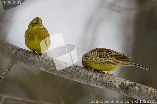 Image of Yellowhammers