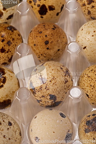 Image of Quail eggs