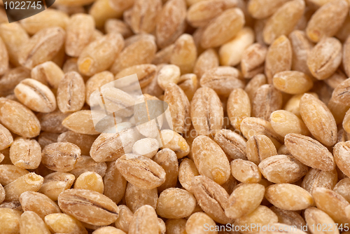 Image of Barley