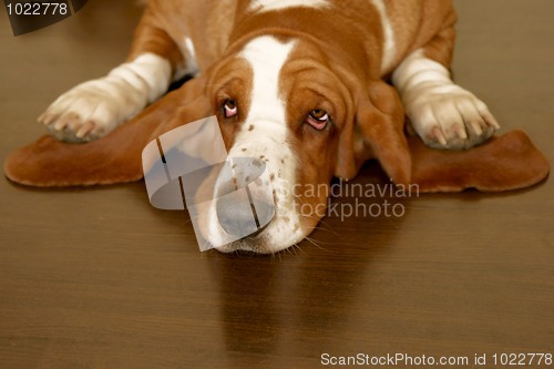 Image of basset hound