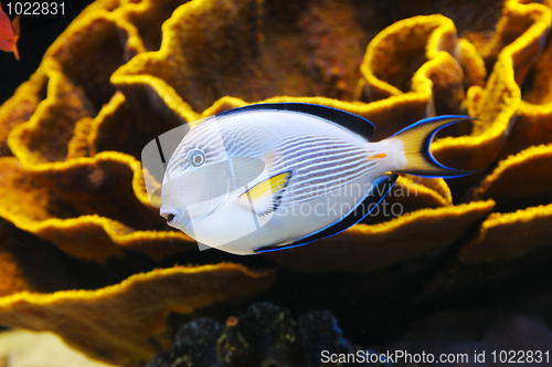 Image of Fish and coral of the Red Sea