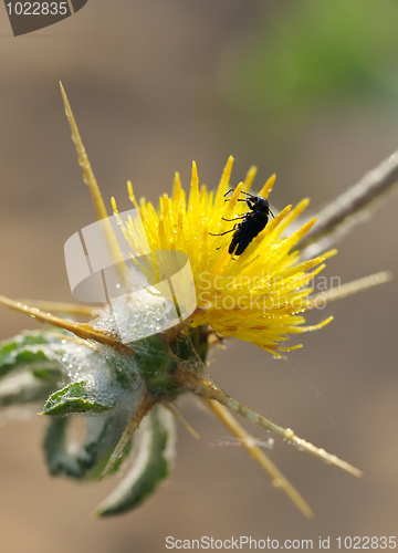 Image of A beetle on the prickly flower.