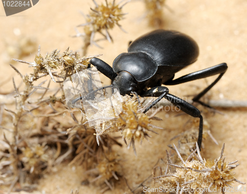 Image of Darkling beetle on the sand
