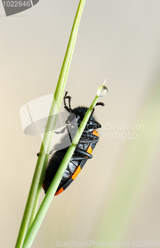 Image of Blister beetle on a flower