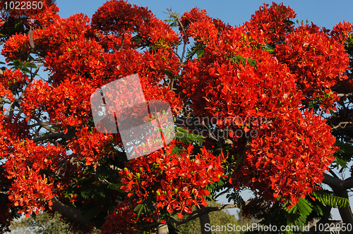 Image of Flowers of Israel - Delonix regia