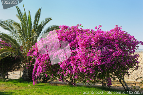 Image of Flowers of Israel