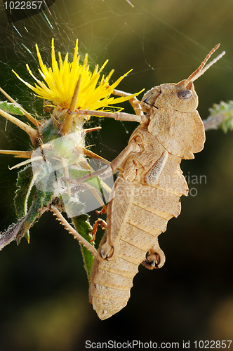 Image of Grasshopper on prickly flower