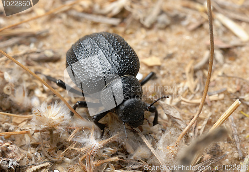 Image of Darkling beetle on the sand