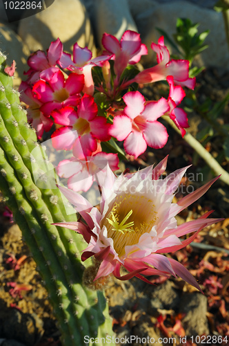 Image of Flowers of Israel