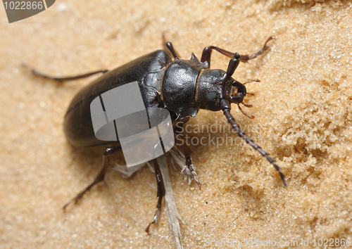 Image of Longhorn beetle