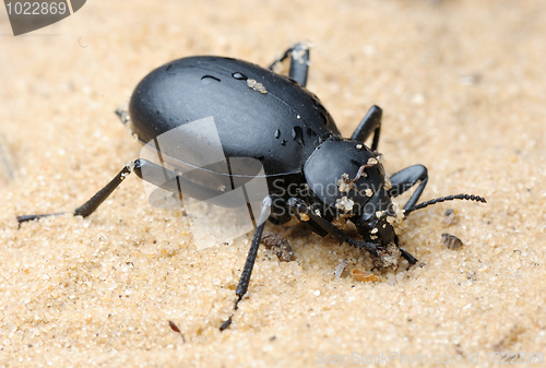 Image of Darkling beetle on the sand