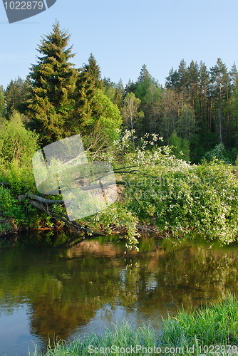 Image of River in the forest