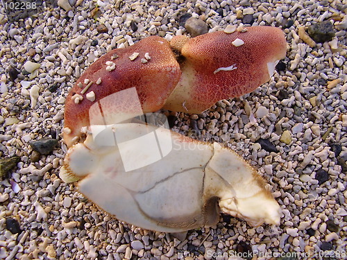 Image of Crab's claw