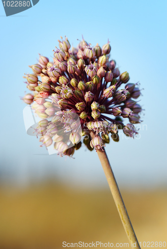 Image of Flower of Izrael.