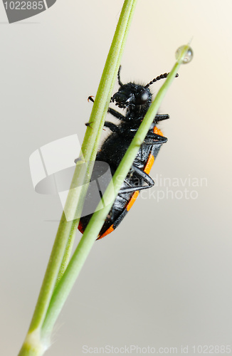 Image of Blister beetle on a flower